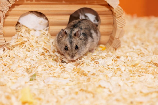 istock Hamster standing near hole and looking at camera 1435036701