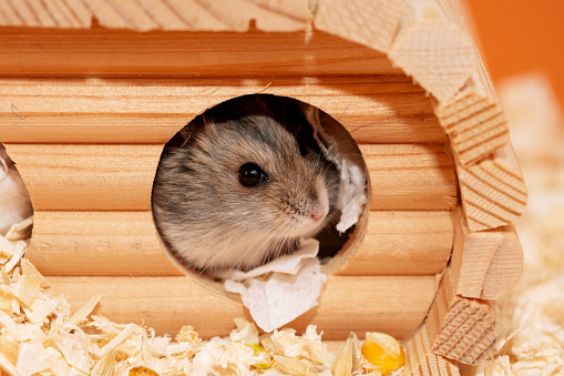Hamster peeking out of hole, close up. Hamster head in house
