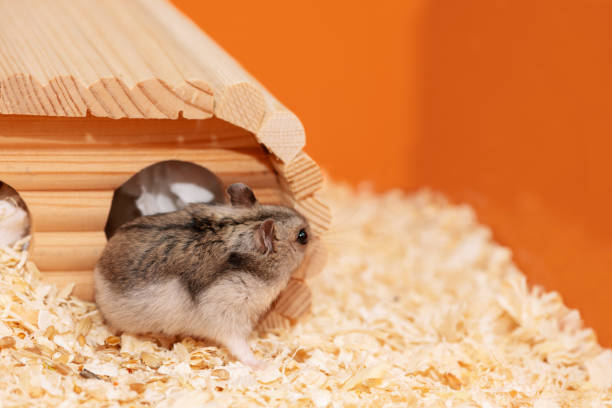 istock Hamster standing near house in cage, side view 1435036912