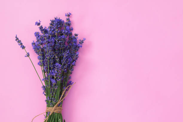 istock Lavender flowers on pink background, top view 1435037451