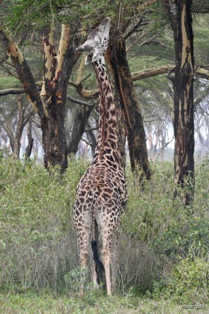 istock Vertical shot of a giraffe eating leaves on the tree 1435037516