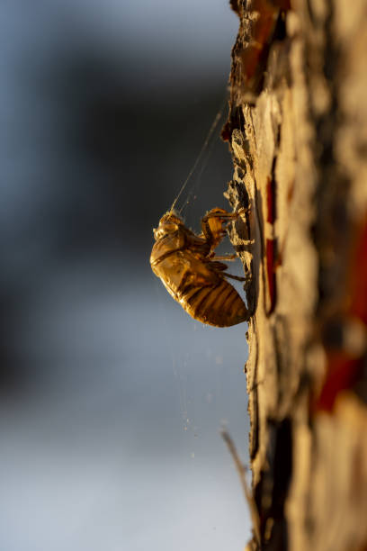 istock Backlit shed cicada larva skin and shadow on pine tree bark- side view with sky and trees in out of focus background 1435039275