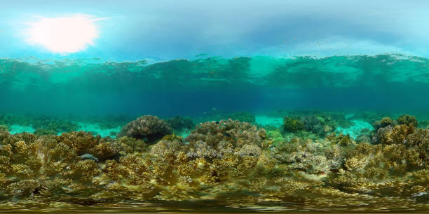 istock Coral reef and tropical fish. Philippines. 360-Degree view. 1435041284