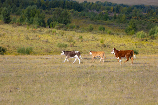 istock Young bulls running across the field 1435041671