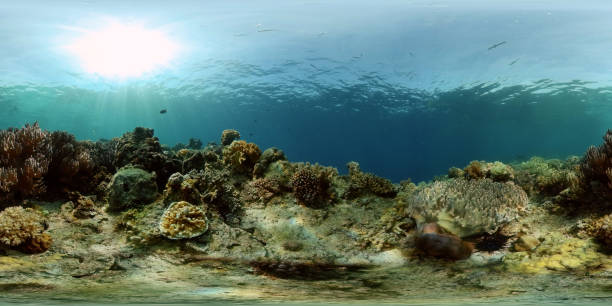 istock Coral reef and tropical fish underwater. Philippines. 360-Degree view. 1435042185