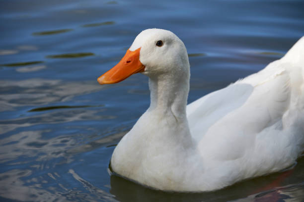istock White goose swimming in the water 1435042386