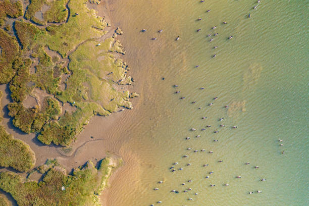 Aerial view from a drone of a flock of Canadian Geese on and next to a mud flat in the River Stour, Manningtree, Essex, UK. Captured on the 3rd of November 2021.