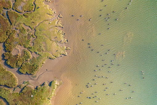 Aerial view from a drone of a flock of Canadian Geese on and next to a mud flat in the River Stour, Manningtree, Essex, UK. Captured on the 3rd of November 2021.