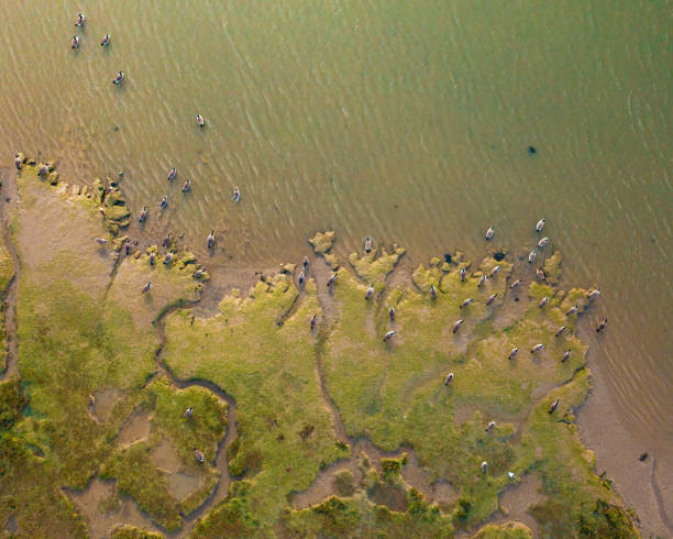 Canadian Geese on mud flat Aerial view from a drone of a flock of Canadian Geese on and next to a mud flat in the River Stour, Manningtree, Essex, UK. Captured on the 3rd of November 2021. british birds stock pictures, royalty-free photos & images