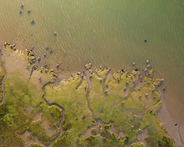 Aerial view from a drone of a flock of Canadian Geese on and next to a mud flat in the River Stour, Manningtree, Essex, UK. Captured on the 3rd of November 2021.