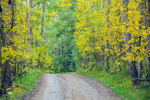 Back country dirt road through aspen tree forest near Telluride, Colorado in western USA - North America