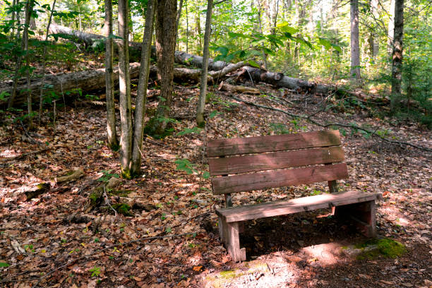 istock Rest area in a park with bench 1435047444