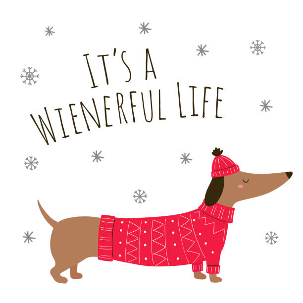 비문과 귀여운 닥스 훈트 - 위너럴 한 삶. 크리스마스 캐릭터. 스웨터와 모자를 쓴 만화 닥스훈트. 크리스마스 개. 닥스훈트 옷. 벡터 일러스트레이션. 흰색 배경에 고립되어 있습니다. - christmas dachshund dog pets stock illustrations