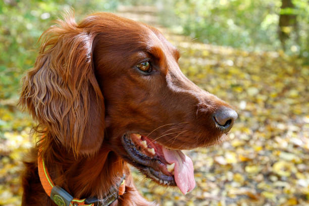 istock Portrait of a Ihrish Setter in colorful autumn. 1435051521