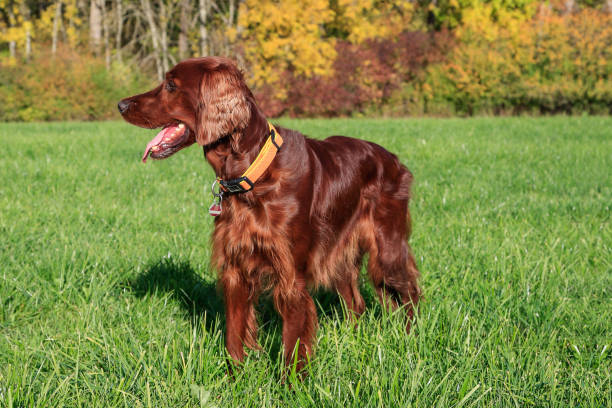 istock Beautiful Irish Setter in golden autumn. 1435051536