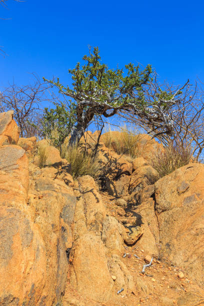 istock African savannah during a hot day. Oanob, Namibia. 1435051926