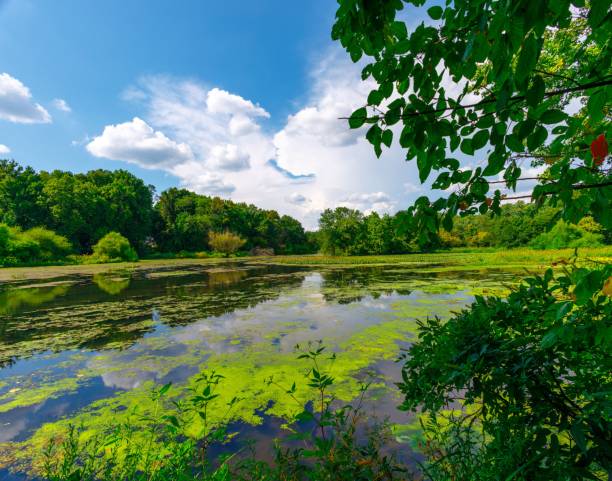 istock Lake covered with moss with the reflection of clouds in it 1435053716