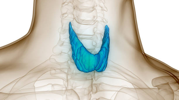 Human Body Glands Thyroid Gland Anatomy 3D Illustration Concept of Human Body Glands Thyroid Gland Anatomy anemia diagram stock pictures, royalty-free photos & images