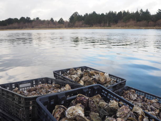 Oyster Farmin in Brittany, West of France stock photo