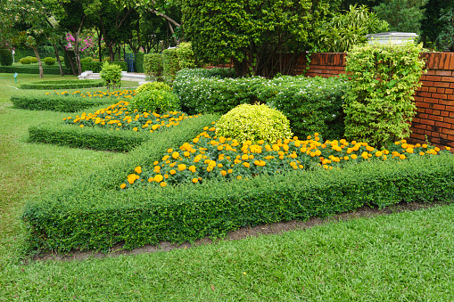 tree arrangement in the garden,Landscaping in the garden area