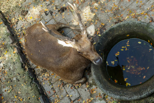 istock deer in the zoo park 1435056646