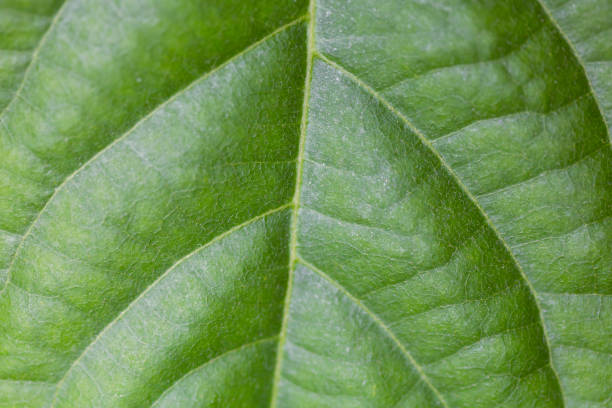 Drops of water on a leaf of a plant. stock photo