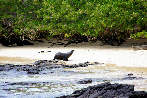 On this island you can see penguins, marine iguanas, flightless cormorants, blue-footed boobies, pelicans, etc. In the foothills and calderas, giant tortoises and land iguanas, as well as finches, pigeons and hawks.