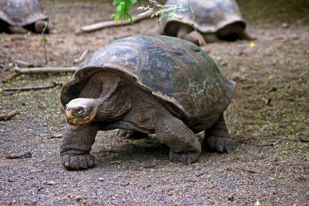 istock Galapagos Giant Tortoise on Isabela Island - Ecuador 1435058563