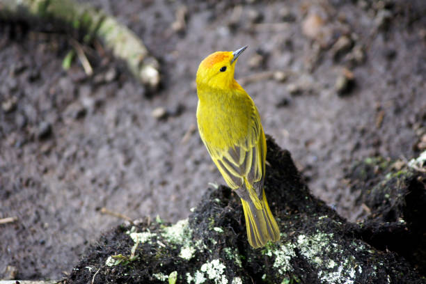 Land bird on Volcan Chico on Isabela Island in the Galapagos Archipelago - Ecuador stock photo