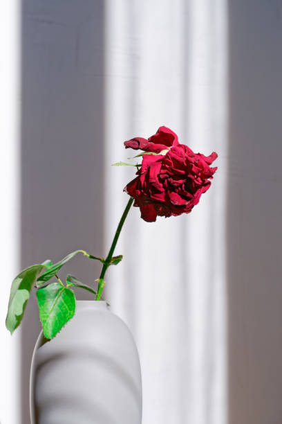 istock A red withered rose is in a vase on a light background, lit by natural light from the window. A symbol of fading beauty, passing love, sadness, aging. 1435058797
