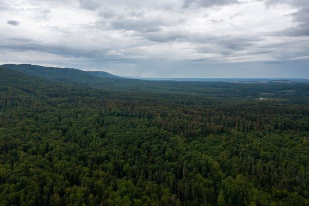 Free Stock Photo of Dense Forest With Trees Under Cloudy Sky | Download ...