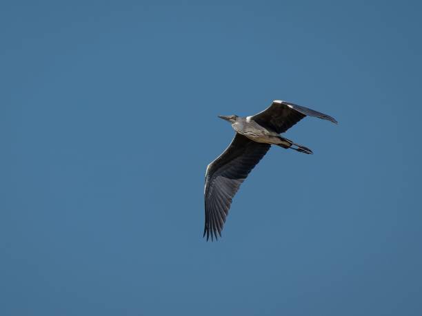 istock Low angle shot of a gray heron flying in a blue sky 1435060672