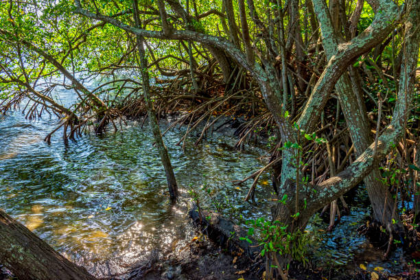 istock Typical aquatic mangrove vegetation with gnarled branches and roots 1435060773