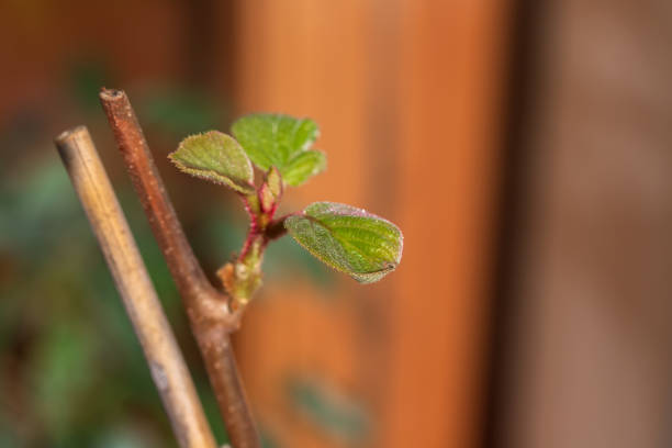 istock Close up of new growth leaves sprouting from old branches. 1435061483