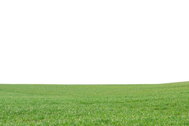 istock Green field as a background.  Green grass in spring isolated on white background. 1435063270