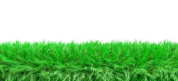 istock Border of realistic fir branches, 3d render. Frame with branches of a Christmas tree. Flooring of pine branches, isolated on a white background. 1435067165