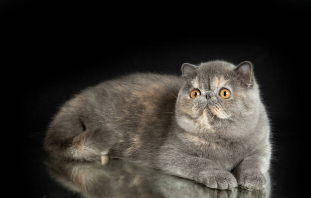 istock A beautiful exotic shorthair cat plays on a dark studio background with a reflection. 1435067374