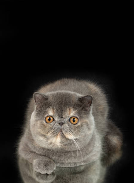 istock A beautiful exotic shorthair cat plays on a dark studio background with a reflection. 1435067415