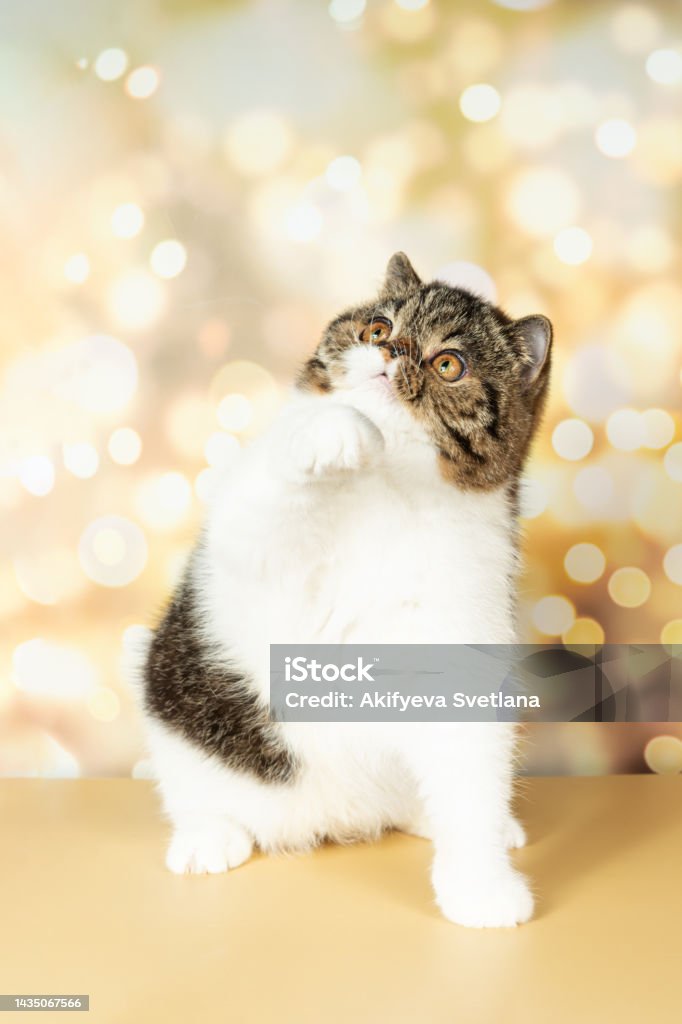 A beautiful exotic shorthair cat plays on the colorful festive background of the studio. A beautiful exotic shorthair cat plays on the colorful festive background of the studio. Color black tabby with white Persian Cat Stock Photo
