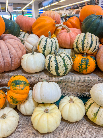 Beautiful natural Pumpkins in various sizes on supermarket shelf. Halloween decoration objects or cooking ingredients. Multicoloured food background with copy space.