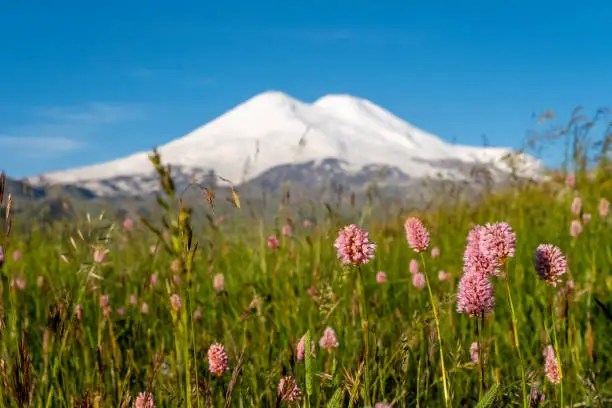 Beautiful view of Mount Elbrus and flowers, North Caucasus mountains, Russia