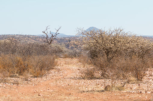 Namibian landscape. African savannah during a hot day.Red ground. Oanob, Namibia.