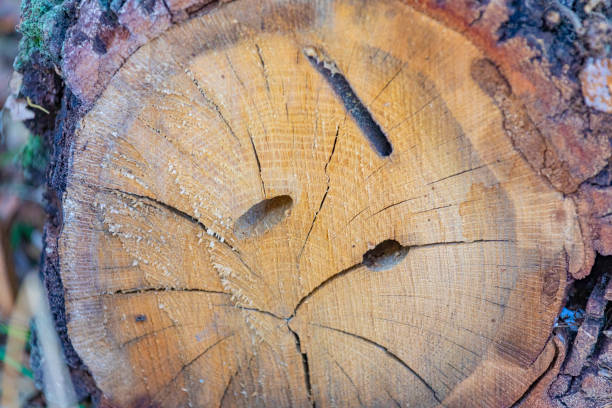 Evergreen oak branch with beetle galleries on it.
