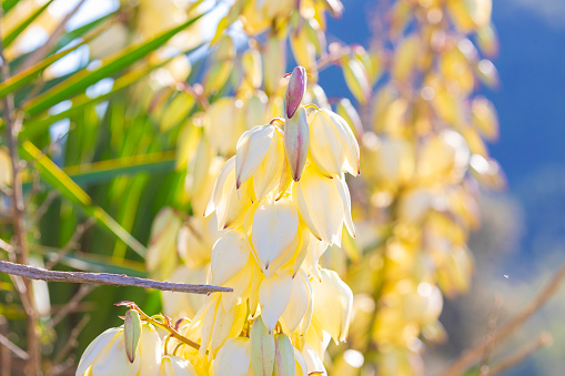 Yucca filamentosa close-up of hanging flowers. Adam’s needle and thread, is a species of flowering plant in the family Asparagaceae native to the southeastern United States. Growing to 3 metres (10 feet) tall, it is an evergreen shrub valued in horticulture.