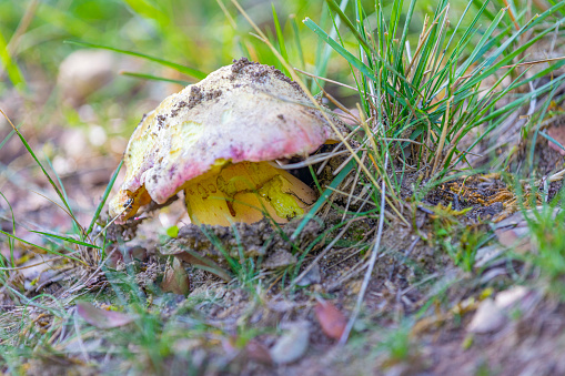 Boletus impolitus? in lateral view in Barcelona's forest near Pyrenees.