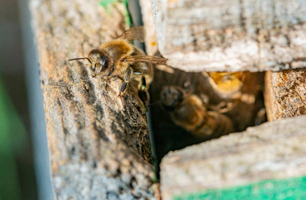 istock Old honey bee hive, detail - working bees entering and going out 1435071104