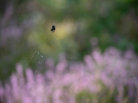 Spider on web in forest. Blurred purple flowers on background.