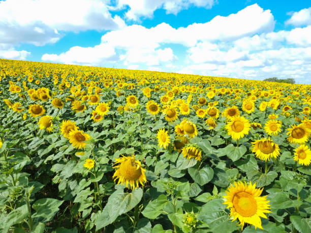 Sunflowers field on sky