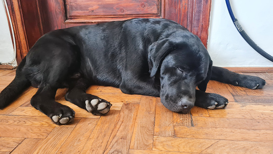 Black Labrador Retriever lying down on floor