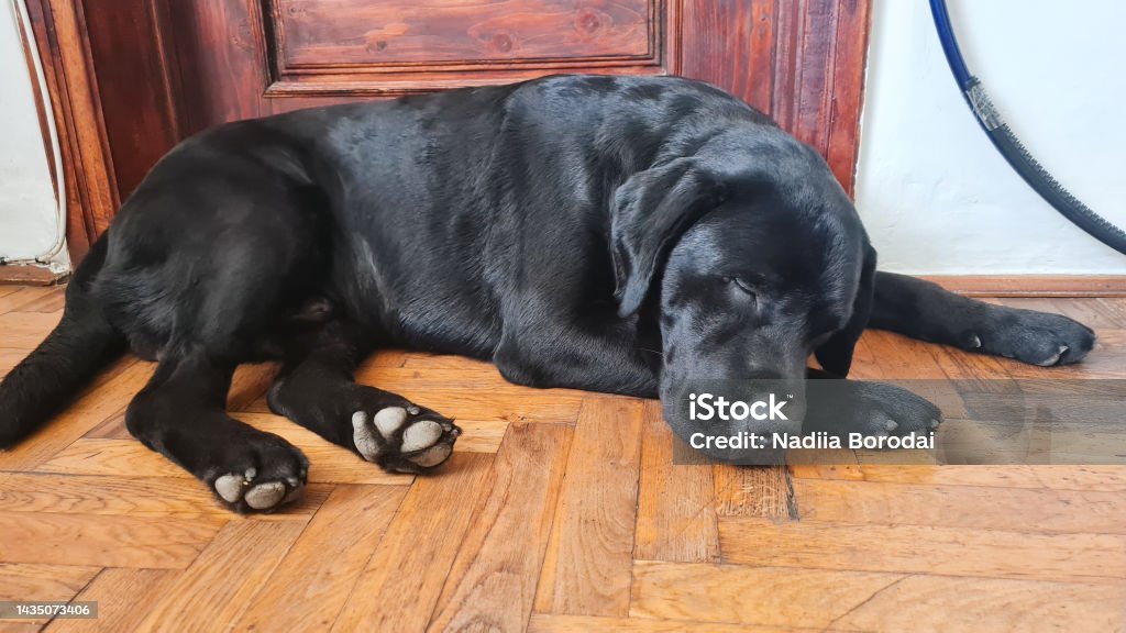Cute black labrador puppy lying on the floor at home Black Labrador Retriever lying down on floor Animal Stock Photo